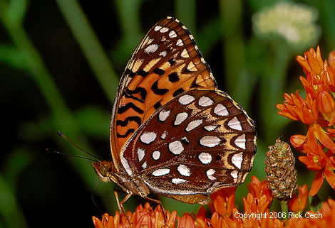 Aphrodite Fritillary