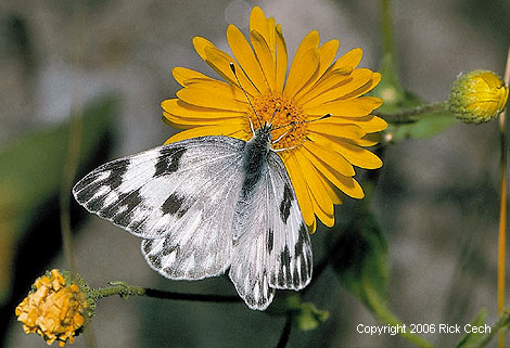 Checkered White Female