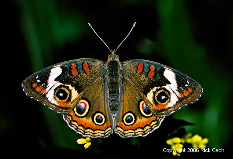 Common Buckeye