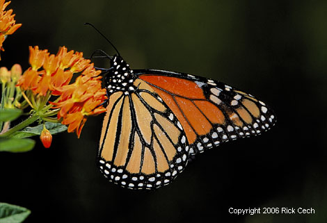 Monarch