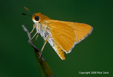 Palmetto Skipper