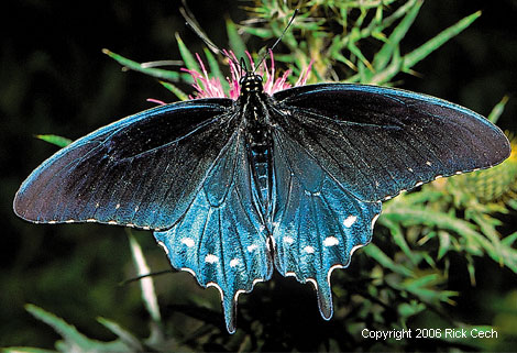 Pipevine Swallowtail