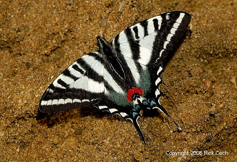 Zebra Swallowtail